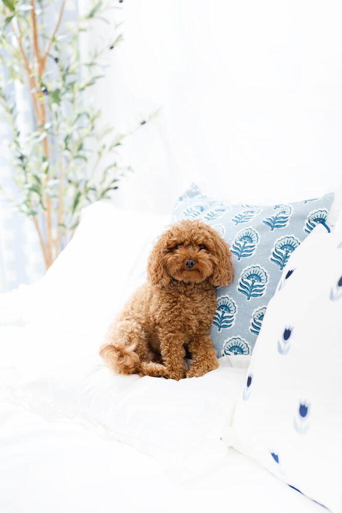 Family dog sitting beside newborn baby on bed, NYC baby photographer, Heirloom by Melissa