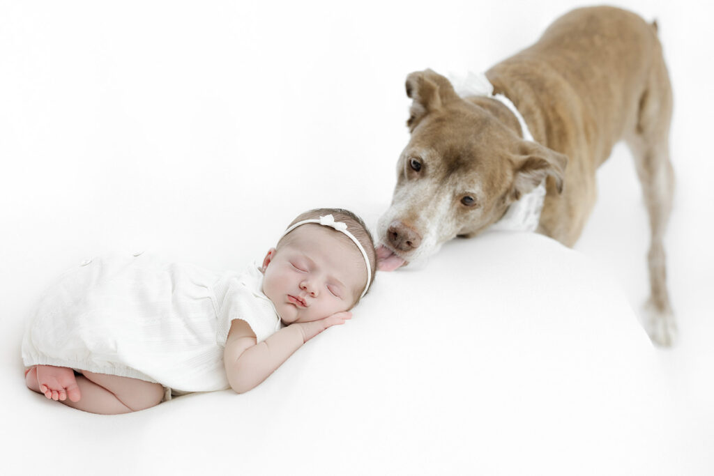 Flatiron newborn photographer, the family dog with the sleeping newborn at Heirloom by Melissa, NYC