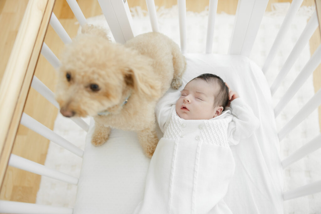 newborn and dog in home newborn session