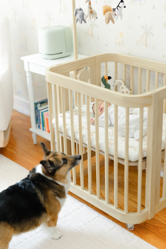 Family corgi looking toward the baby’s crib in the nursery